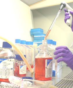 Medio de Cultivo de Células de Reemplazo